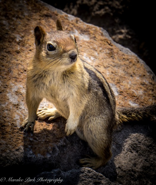 Orchids-00234April 19, 2015