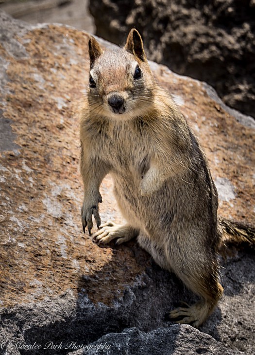 Orchids-00235April 19, 2015