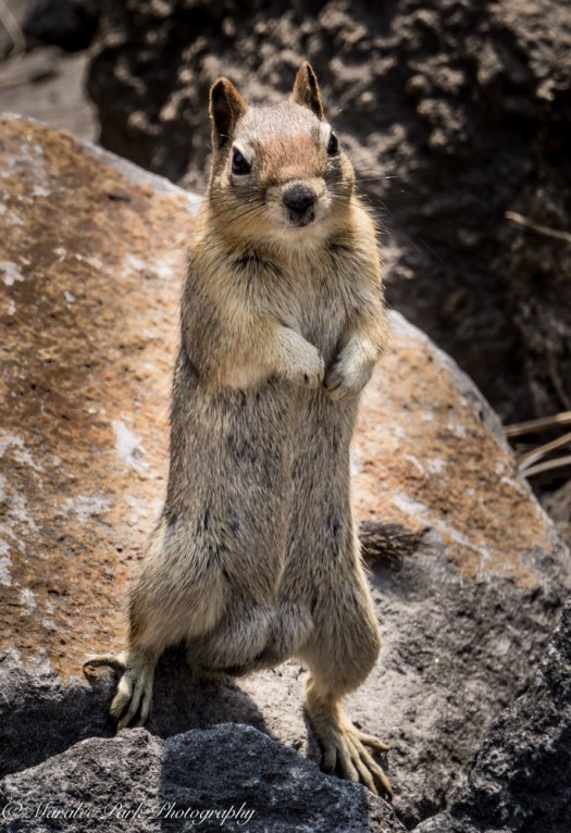 Orchids-00241April 19, 2015