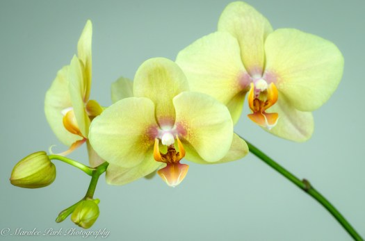 Orchids-0668April 16, 2015