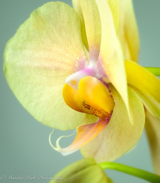 Orchids-0669April 16, 2015