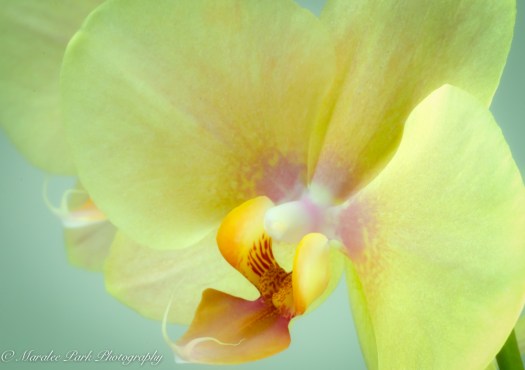 Orchids-0680April 16, 2015