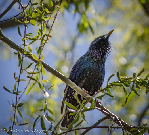 Orchids-0709April 16, 2015