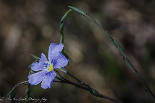 Orchids-0741April 20, 2015