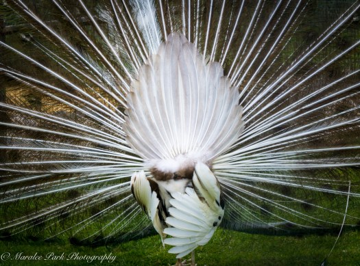 Nature-00771May 22, 2015