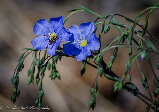 Nature-0850April 21, 2015