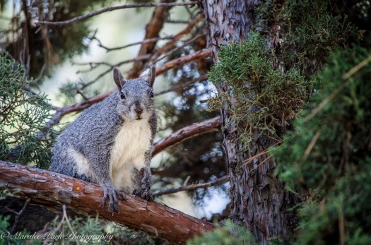 Nature-1156April 29, 2015