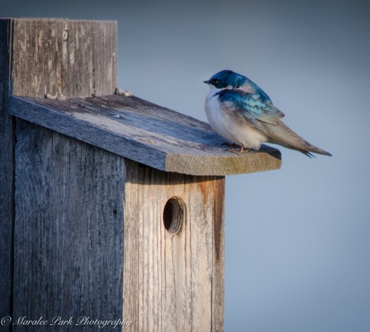 Nature-1248April 29, 2015