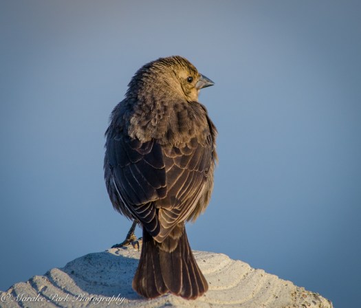 Nature-1270April 30, 2015