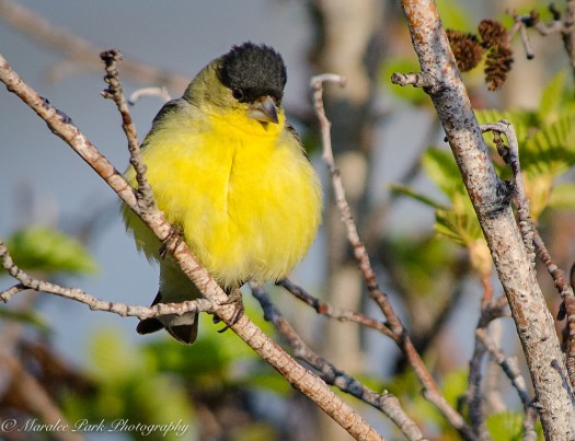 Nature-1272April 30, 2015