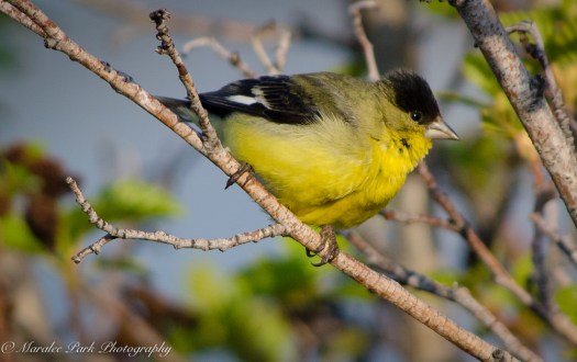 Nature-1273April 30, 2015