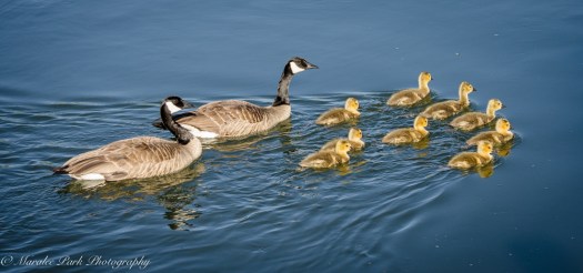 Nature-1335May 01, 2015