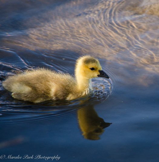 Nature-1339May 01, 2015