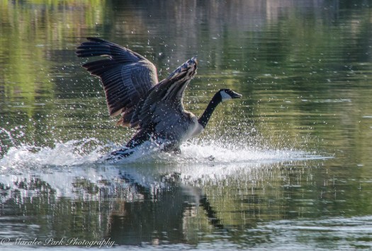 Nature-1361May 01, 2015