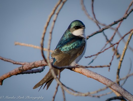 Nature-1397May 03, 2015