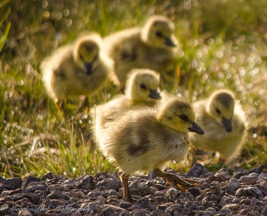 Nature-1416May 03, 2015