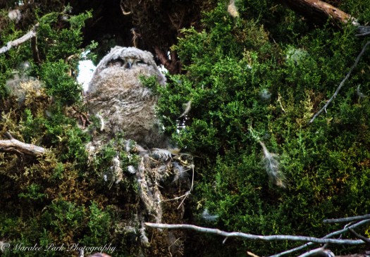 Nature-1442May 04, 2015