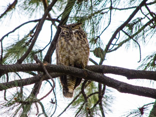 Nature-1448May 04, 2015