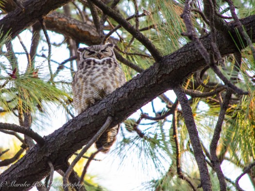 Nature-1449May 04, 2015