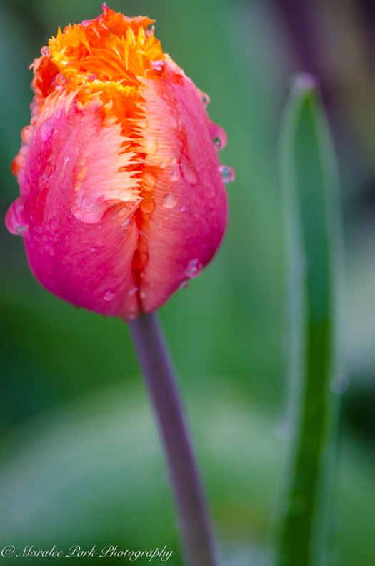 Nature-1570May 06, 2015