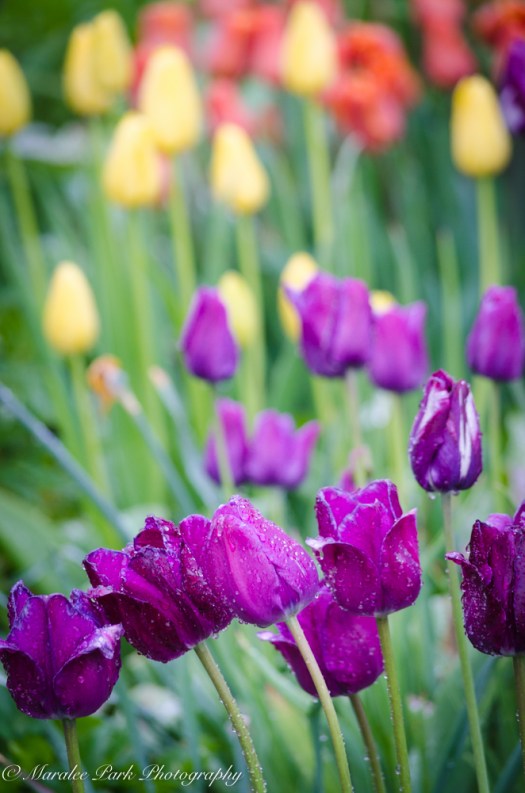 Nature-1575May 06, 2015