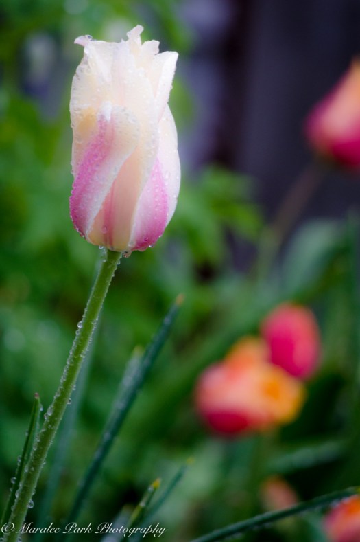 Nature-1580May 06, 2015