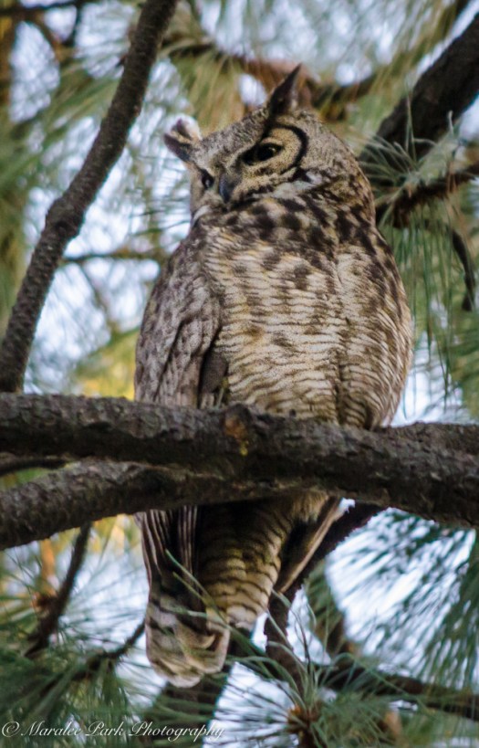 Nature-1658May 07, 2015