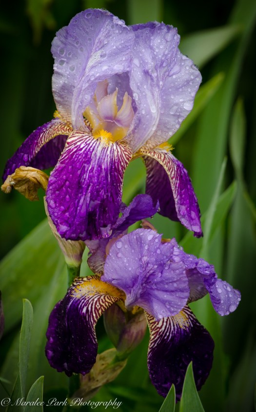 Nature-2526May 17, 2015