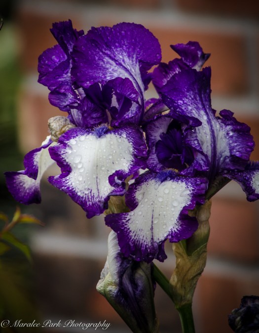 Nature-2530May 17, 2015