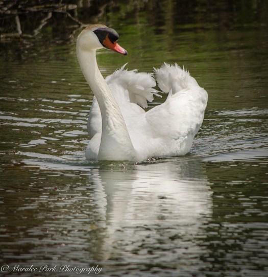 Nature-2577May 21, 2015