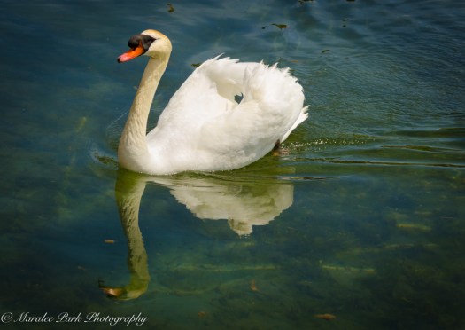 Nature-2585May 21, 2015