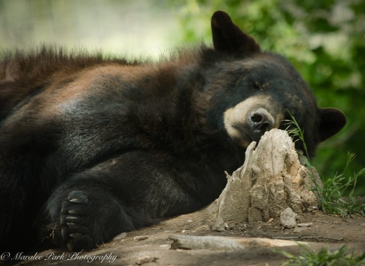 Nature-2627May 21, 2015