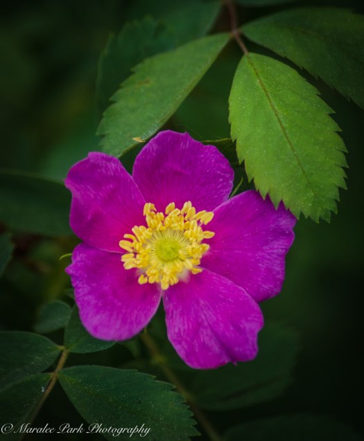 Nature-2672May 27, 2015