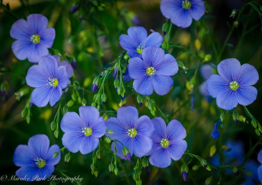 Nature-2673May 27, 2015