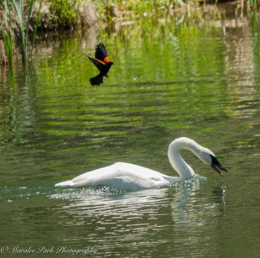 Nature-2684May 27, 2015