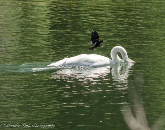 Nature-2685May 27, 2015