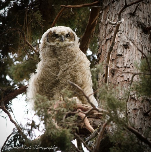 Owlet-2018May 10, 2015