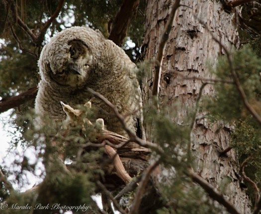 Owlet-2024May 10, 2015
