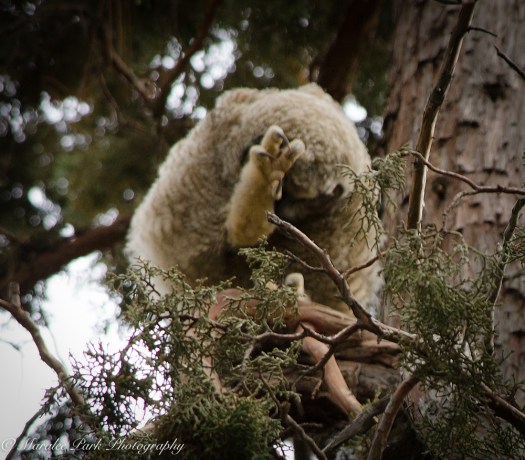Owlet-2027May 10, 2015