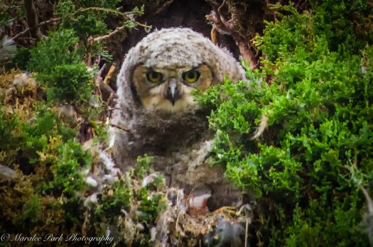 Owlet-2072May 10, 2015
