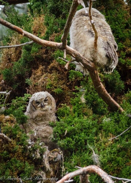 Owlet-2087May 10, 2015