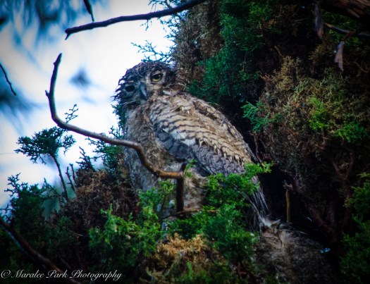Owlet-2117May 11, 2015