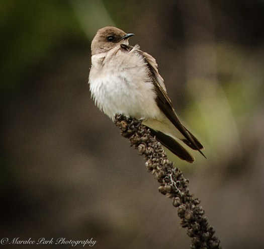 Owlet-2166May 12, 2015