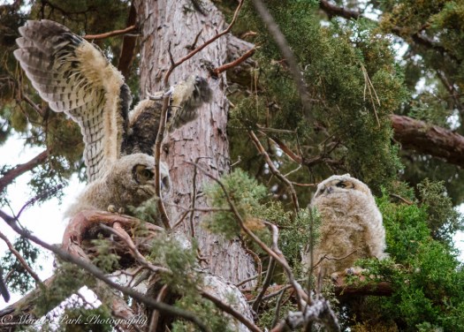 Owlet-2223May 13, 2015