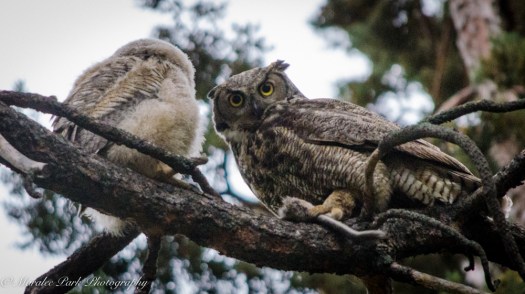 Owlet-2230May 14, 2015