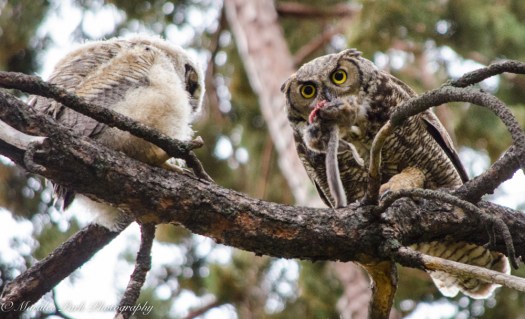 Owlet-2252May 14, 2015