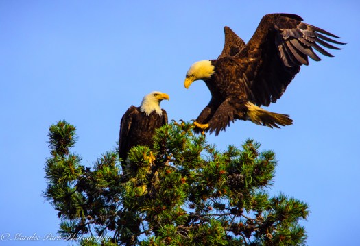 Eagle-3896June 24, 2015