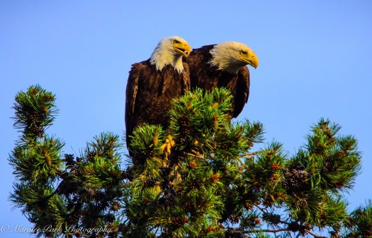 Eagle-3907June 24, 2015