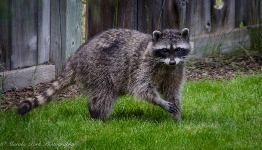 Hummingbirds-3826June 21, 2015