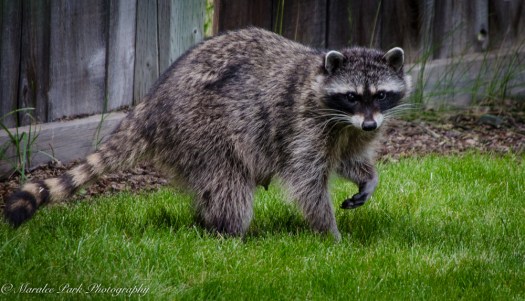 Hummingbirds-3829June 21, 2015